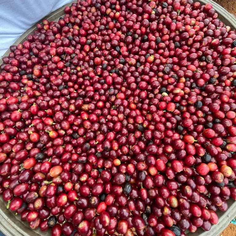 BRAZIL FAZENDA FRUTAS - Image 6