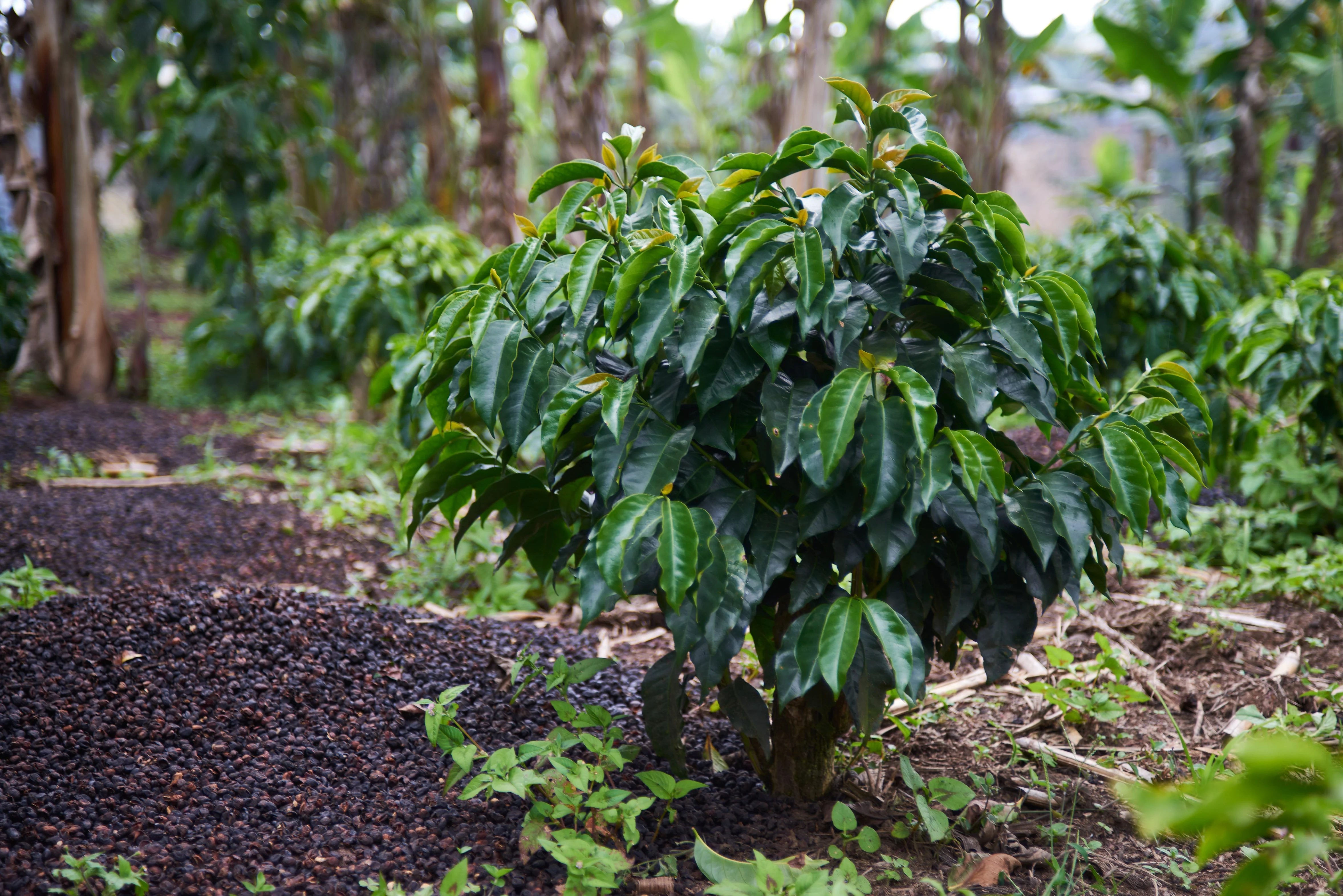 Colombia Nariño - Image 3