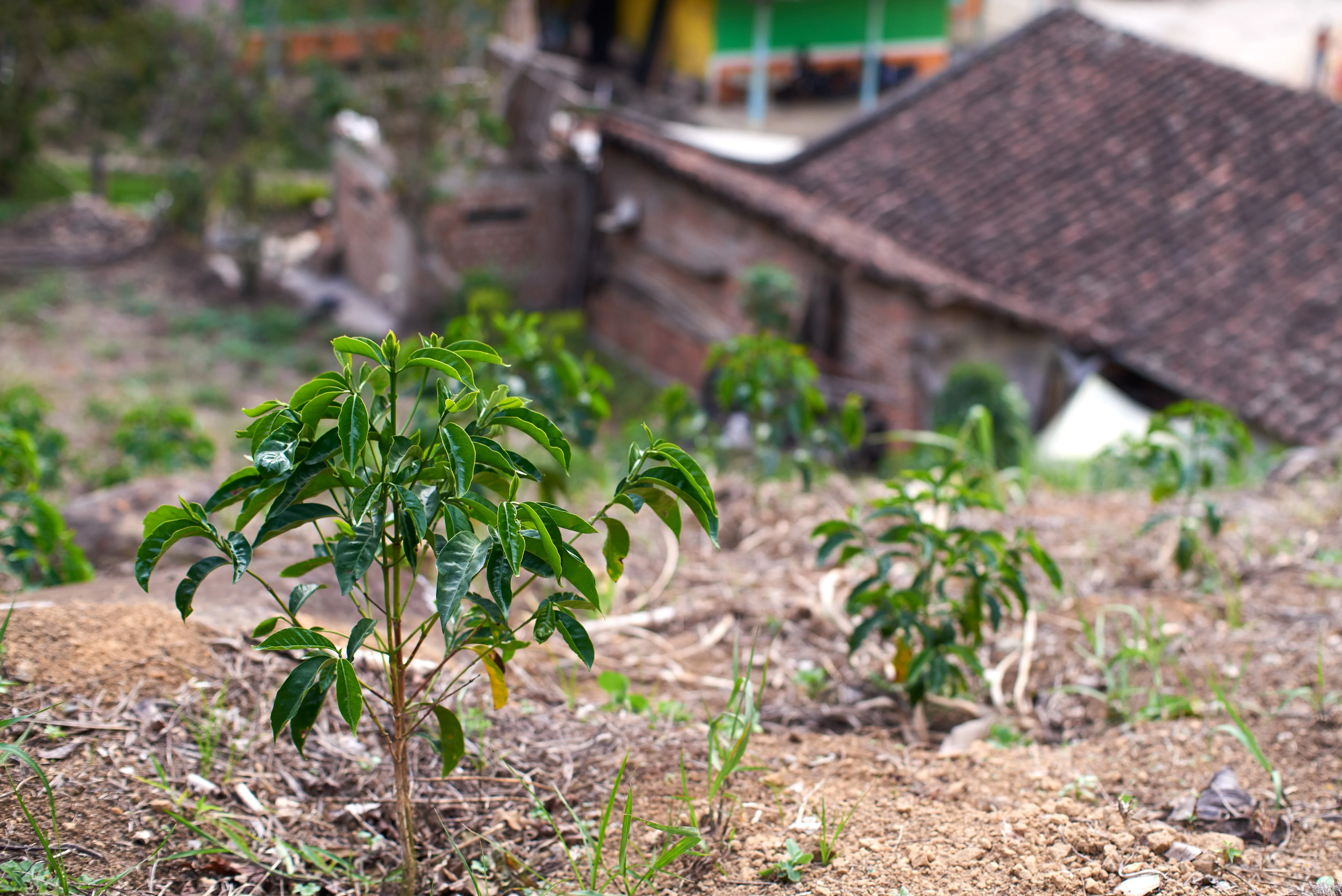Colombia Nariño - Image 4