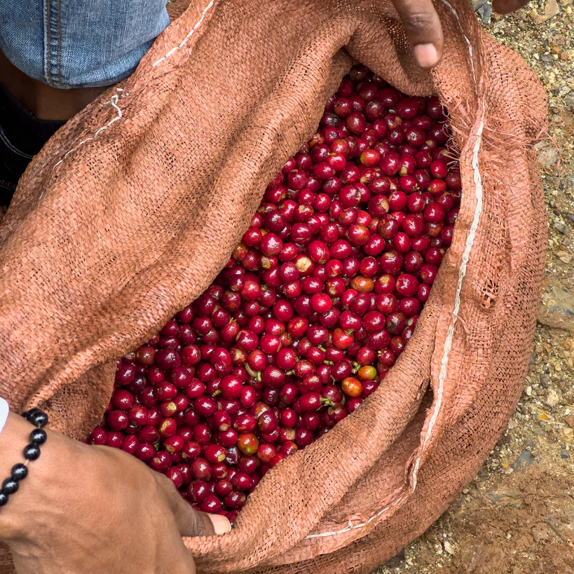 ETHIOPIA BIRUHI - Image 11