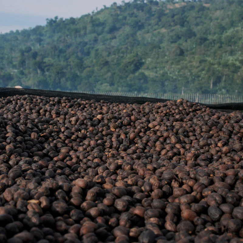 ETHIOPIA YEBESELE NATURAL - Image 6