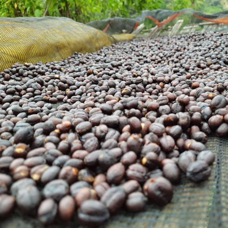 ETHIOPIA YEBESELE NATURAL - Image 7