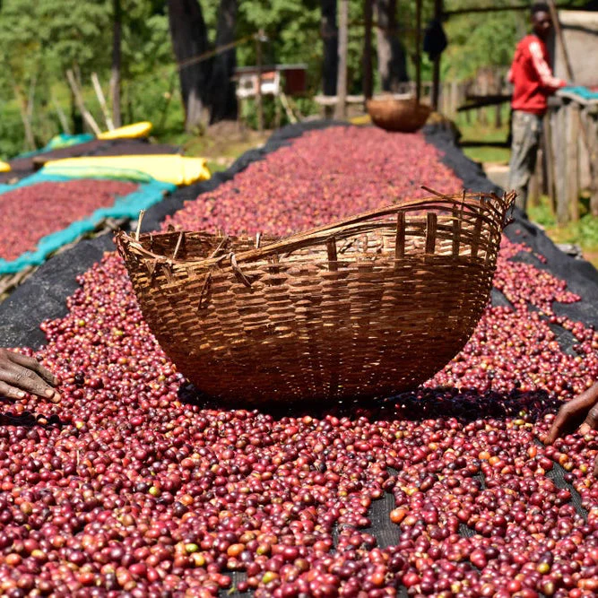 ETHIOPIA YEBESELE NATURAL - Image 8