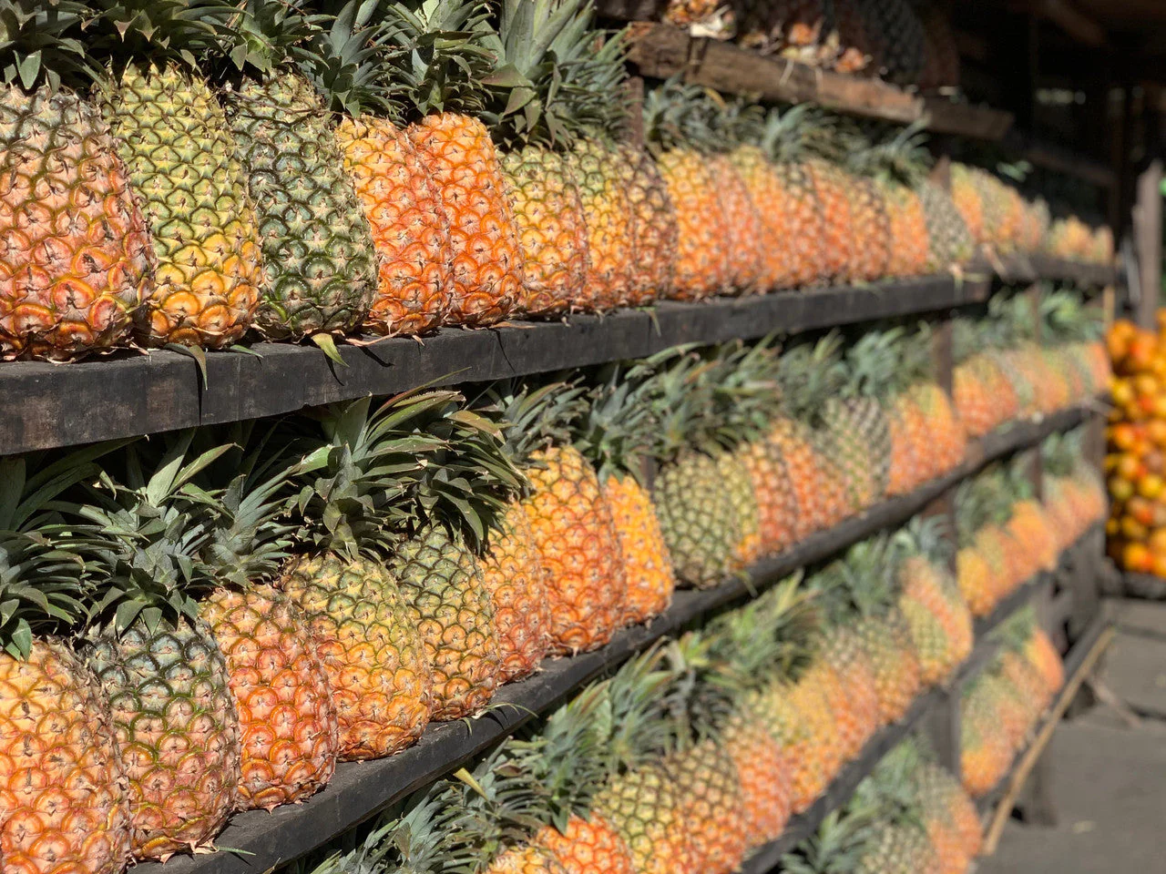Guatemala Santa Ana Pineapple Process - Image 5