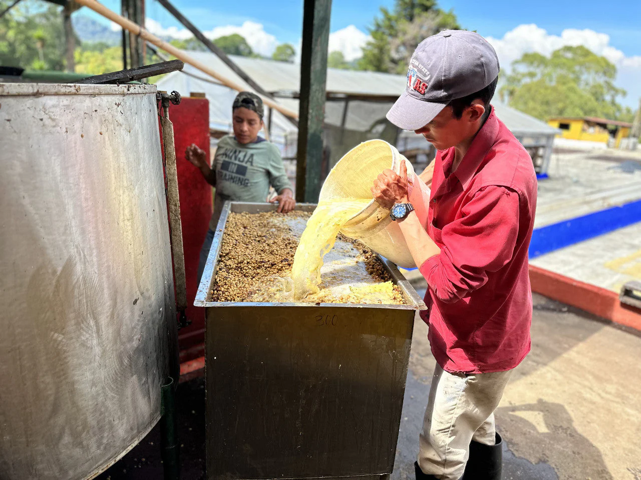 Guatemala Santa Ana Pineapple Process - Image 8