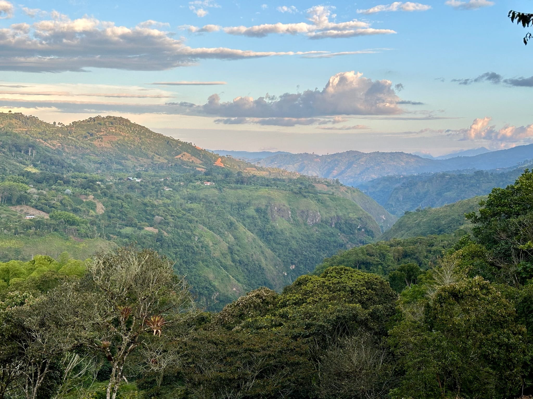 Colombia Tolima Organic - Image 2